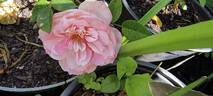 Rosada rose photo