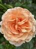 Welsh Gold ™ rose photo