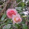 Lovely Meilland rose photo