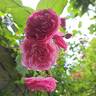 Volare rose photo