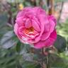 Eudora rose photo