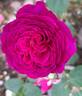 Purple Voluptia rose photo