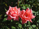 Nantucket rose photo