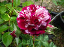 New Imagine rose photo