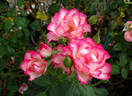 Nicole ® rose photo