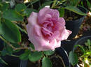 Nimbus rose photo