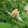Star of the Republic rose photo