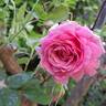 Bienvenue rose photo