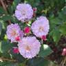 Petite Coquine de Chédigny rose photo