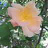 Fighting Temeraire rose photo