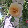 Anastasia® rose photo