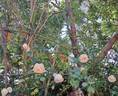 Martine Guillot ® rose photo
