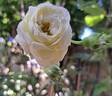Crémet d'Anjou ® rose photo