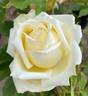 San Diego rose photo