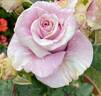 Stranger rose photo
