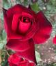 Black Beauty rose photo
