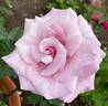 Stranger rose photo
