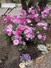 Pink Iceberg ™ rose photo