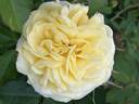 Yellow Brick Road rose photo