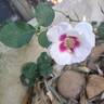 See You in Purple rose photo