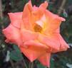 France Libre ® rose photo