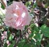 Colette rose photo