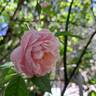 Colette rose photo