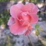 Paris d'Yves St. Laurent rose photo