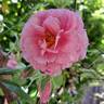 Bienvenue rose photo