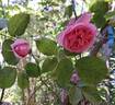 Bienvenue rose photo