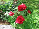 Christopher Stone rose photo