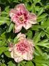 All That Jazz peony photo
