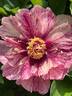 All That Jazz peony photo