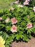 All That Jazz peony photo