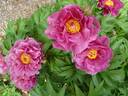 Evie Jane™ peony photo