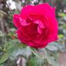 Pink Cloud rose photo