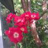 La Belle Rouge rose photo