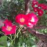 La Belle Rouge rose photo