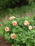 Peach-A-Licious™ peony photo