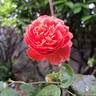 Summer Song rose photo