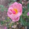 Jolie Provence rose photo