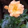 Bentheimer Gold ® rose photo