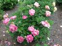 Strawberry Swirl™ peony photo