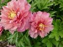 Strawberry Swirl™ peony photo