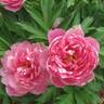 Strawberry Swirl™ peony photo