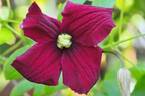 Burning Love™ clematis photo