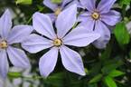 Sugar-Sweet Blue clematis photo