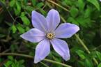 Sugar-Sweet Blue clematis photo