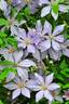 Sugar-Sweet Blue clematis photo