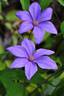 Sugar-Sweet Lilac clematis photo